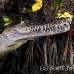 crocodile_american_chiq_jar_h_0566_cub2723.jpg
